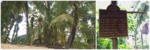 KARE-Panama-100-shops-palm-coconut