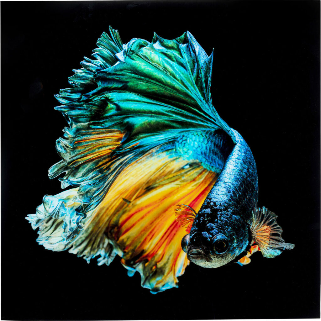 glass picture art fish